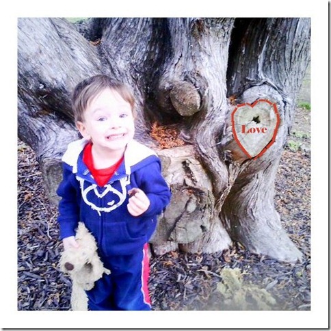 David tree-1