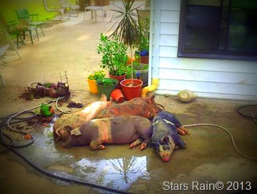 1001468_10201293953261939_223540179_n